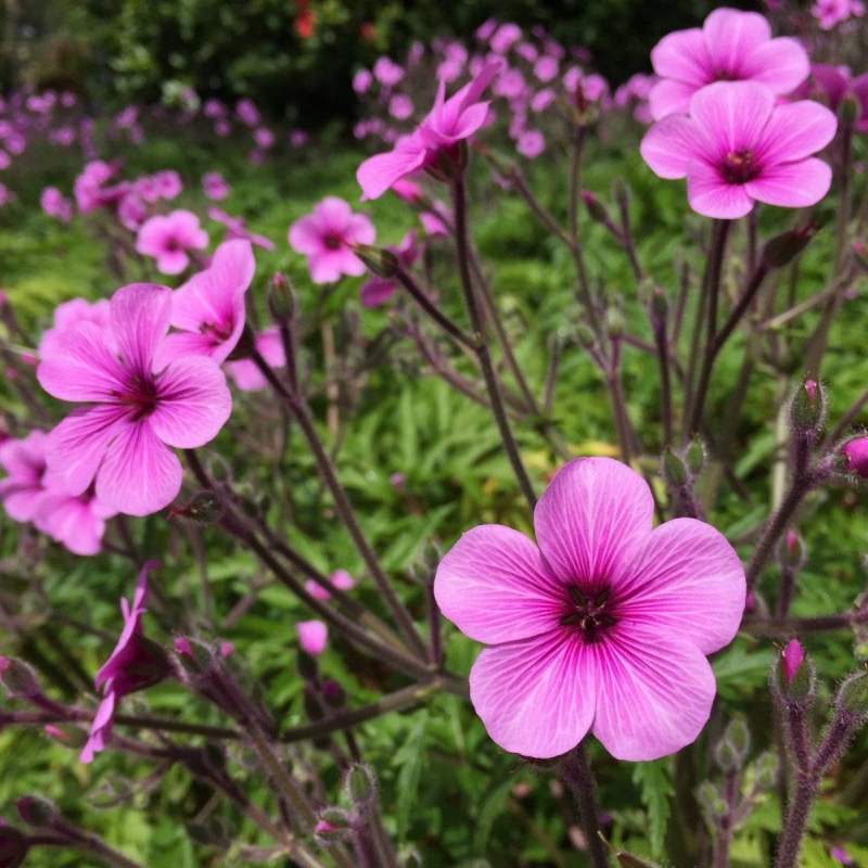 Madeira Cranesbill Geranium maderense